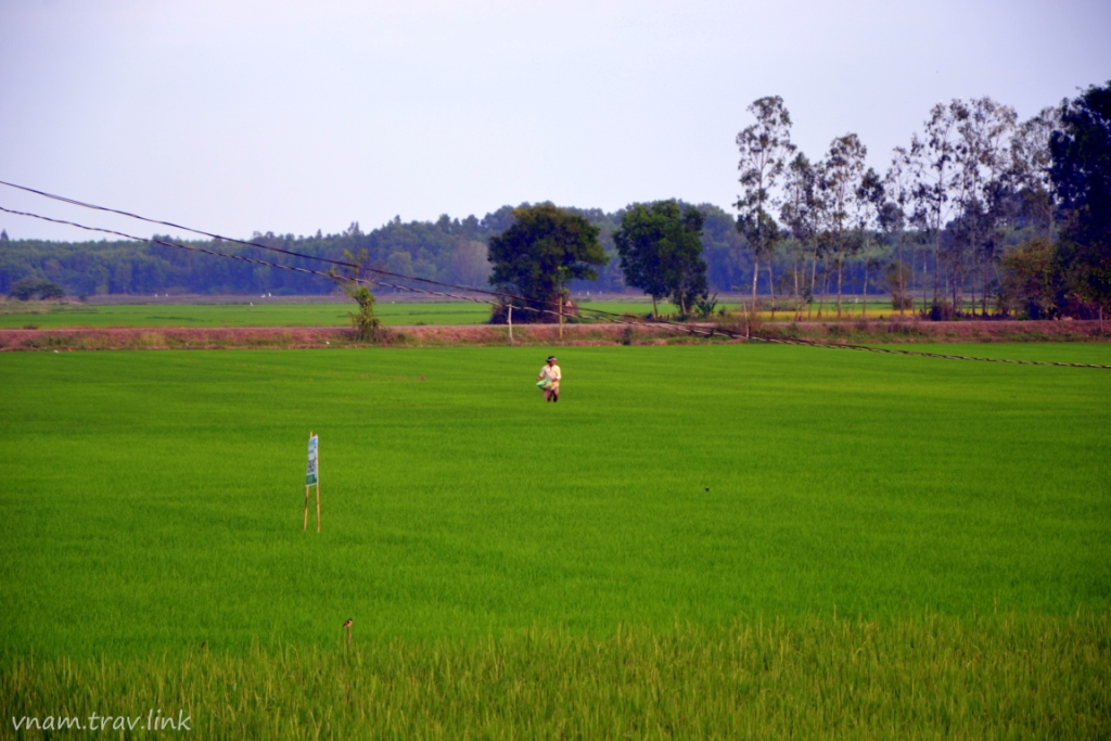 рисовые поля во Вьетнаме