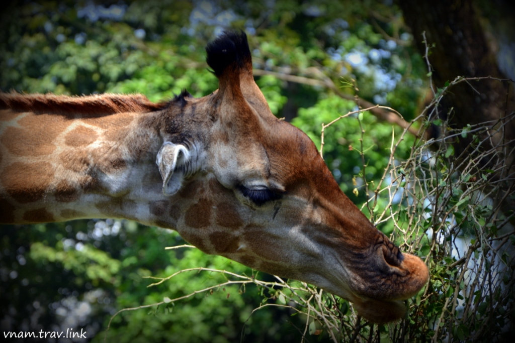 жираф в зоопарке Сайгона