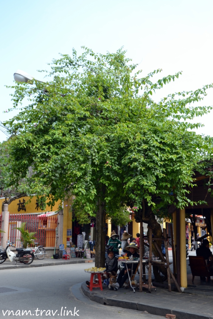 вьетнамцы под деревом в Хой Ане